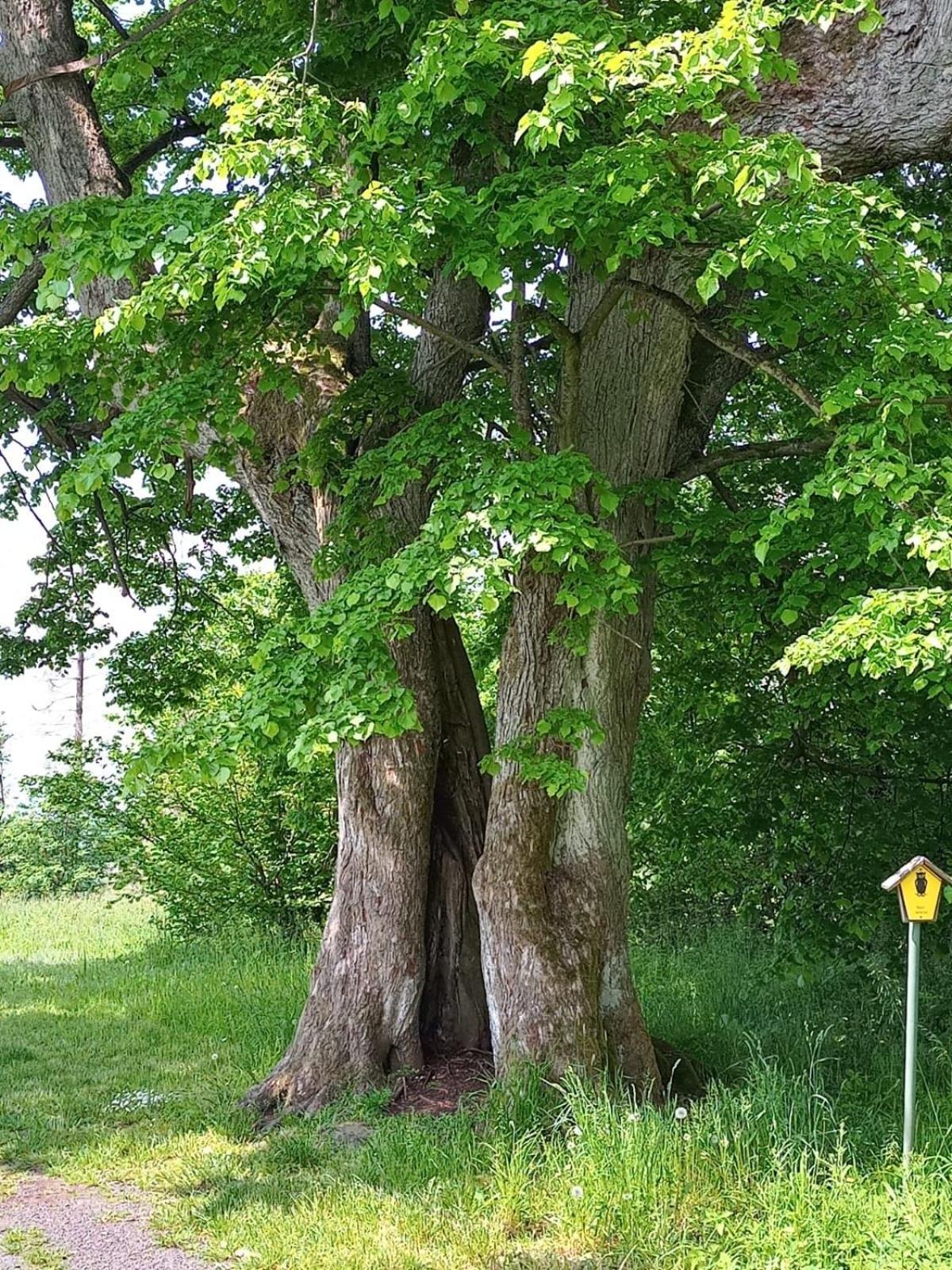 Am Hochrhoener *